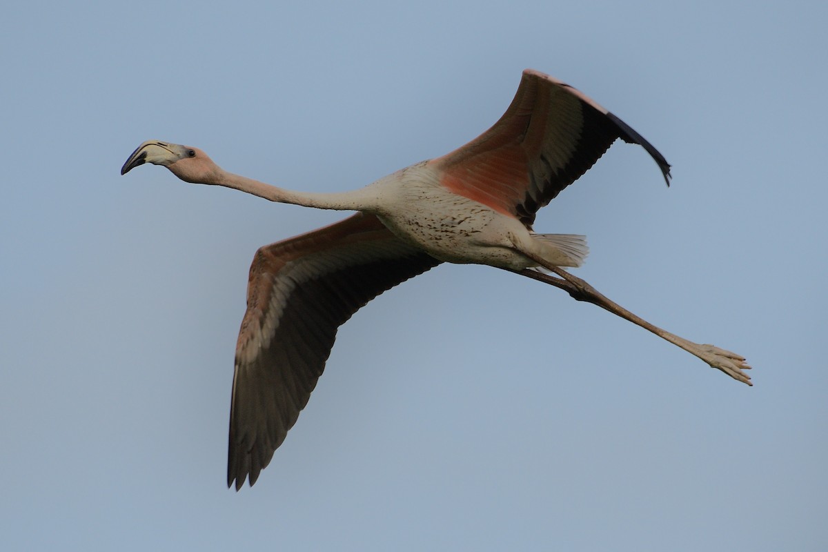 Flamant des Caraïbes - ML248587081