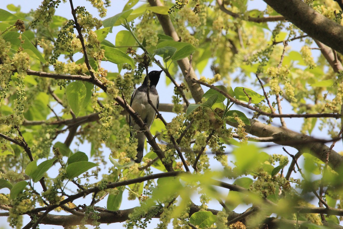 Black-headed Cuckooshrike - nizar virani