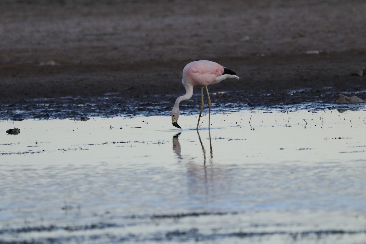 Andean Flamingo - ML248590461