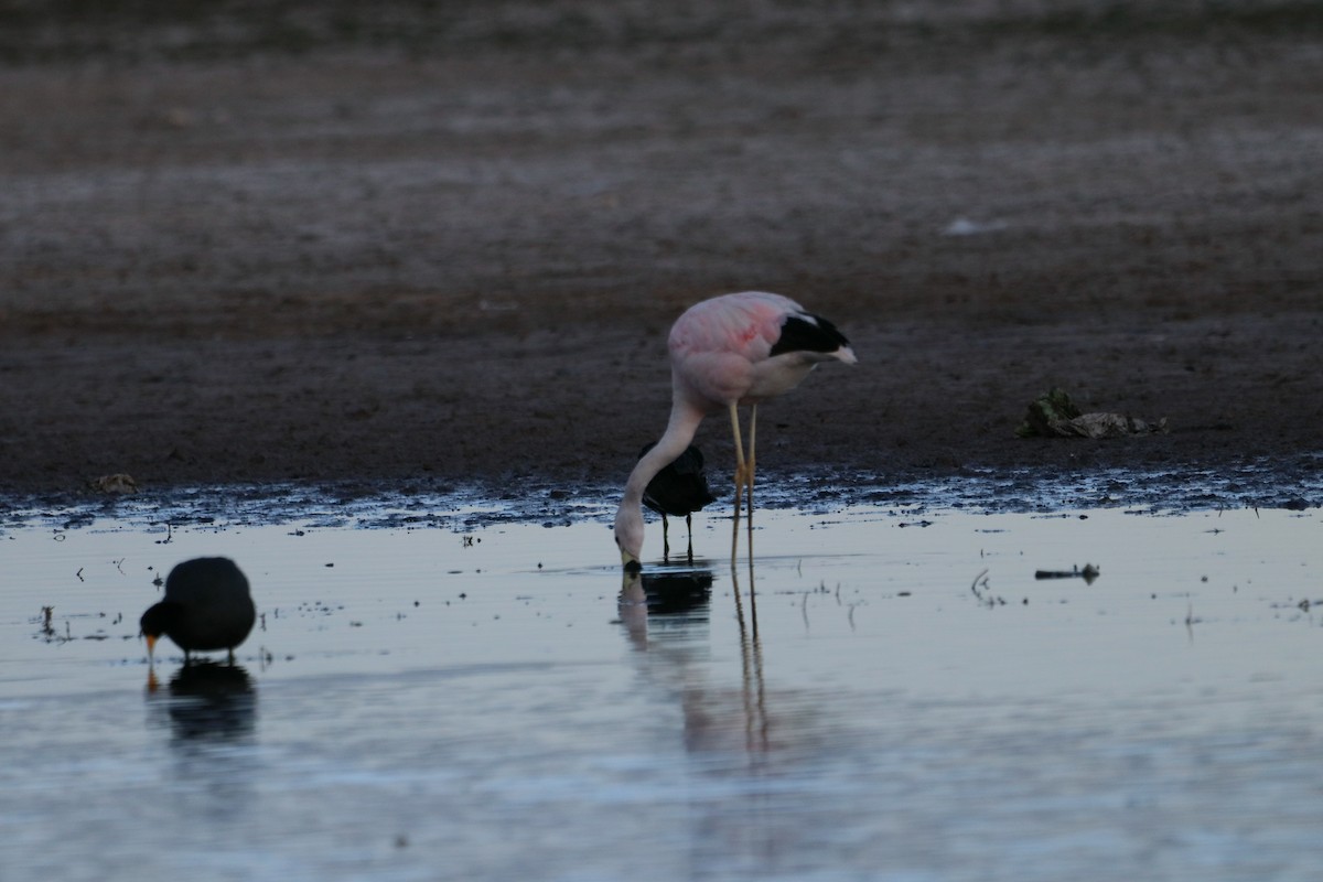 Andean Flamingo - ML248590491