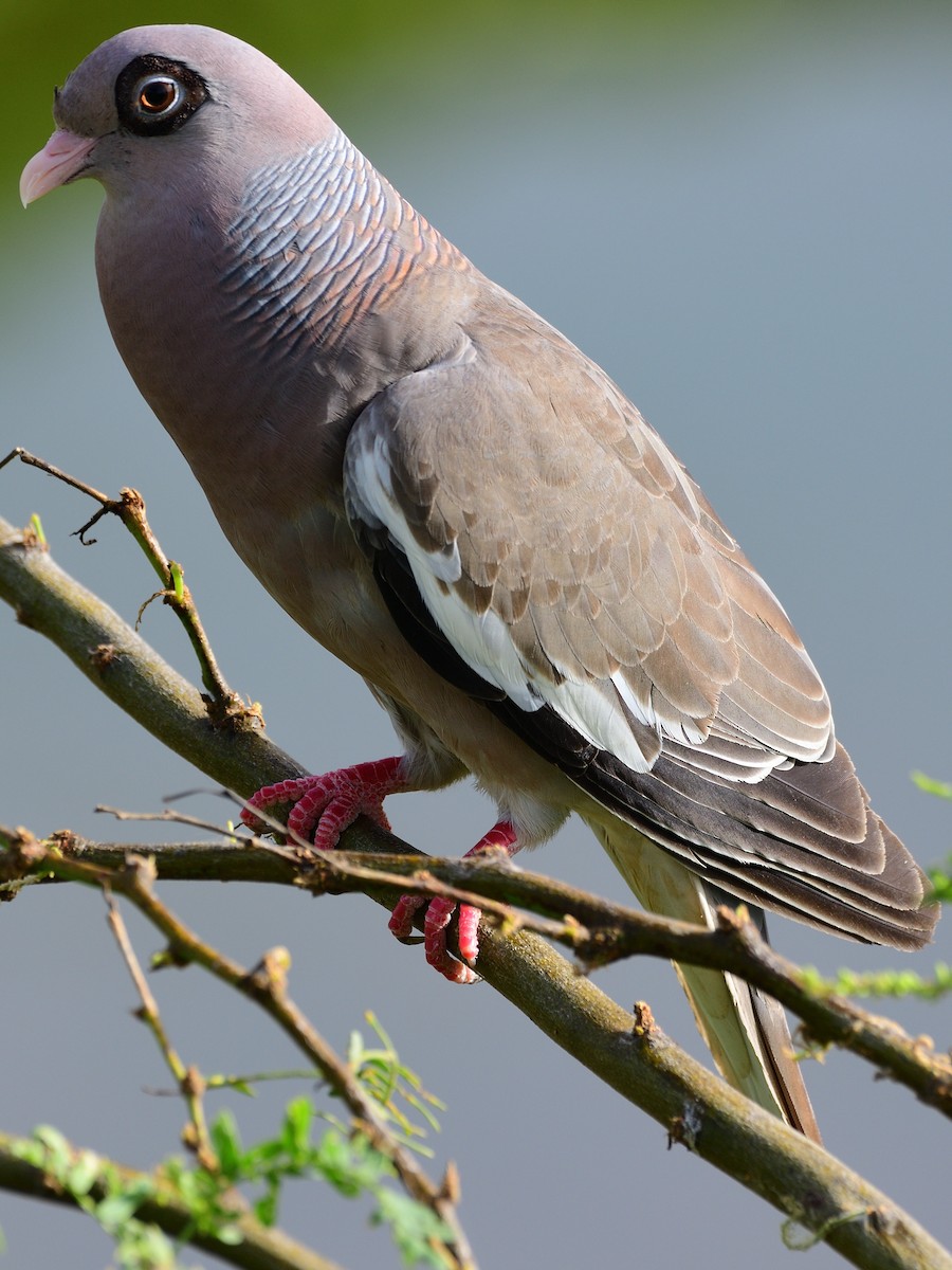 Bare-eyed Pigeon - Michael Tromp