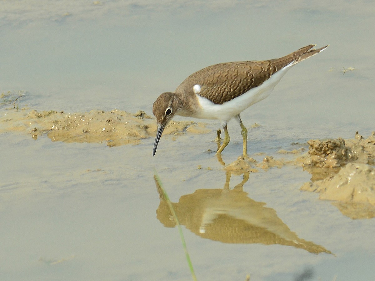 Common Sandpiper - ML248591571