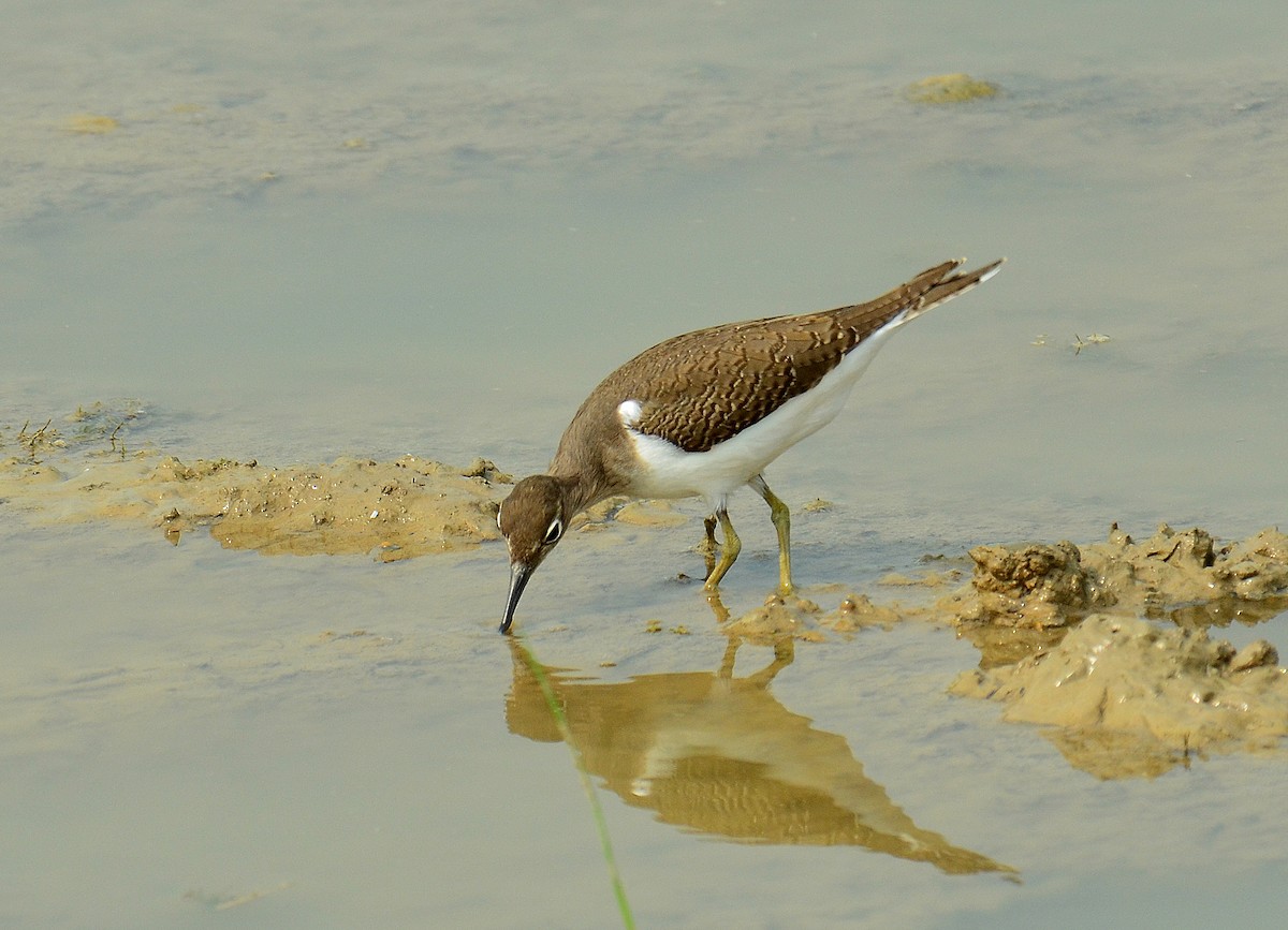 Common Sandpiper - ML248592111