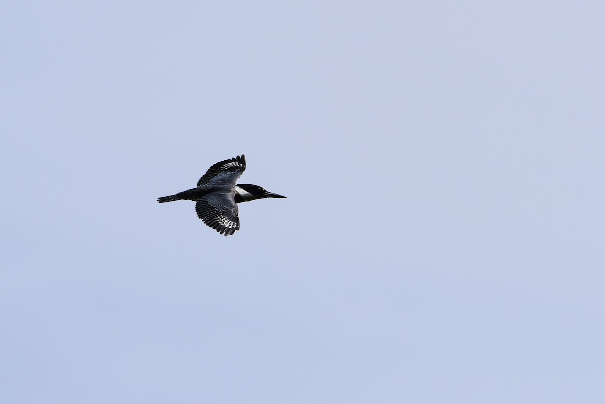 Belted Kingfisher - ML248592871
