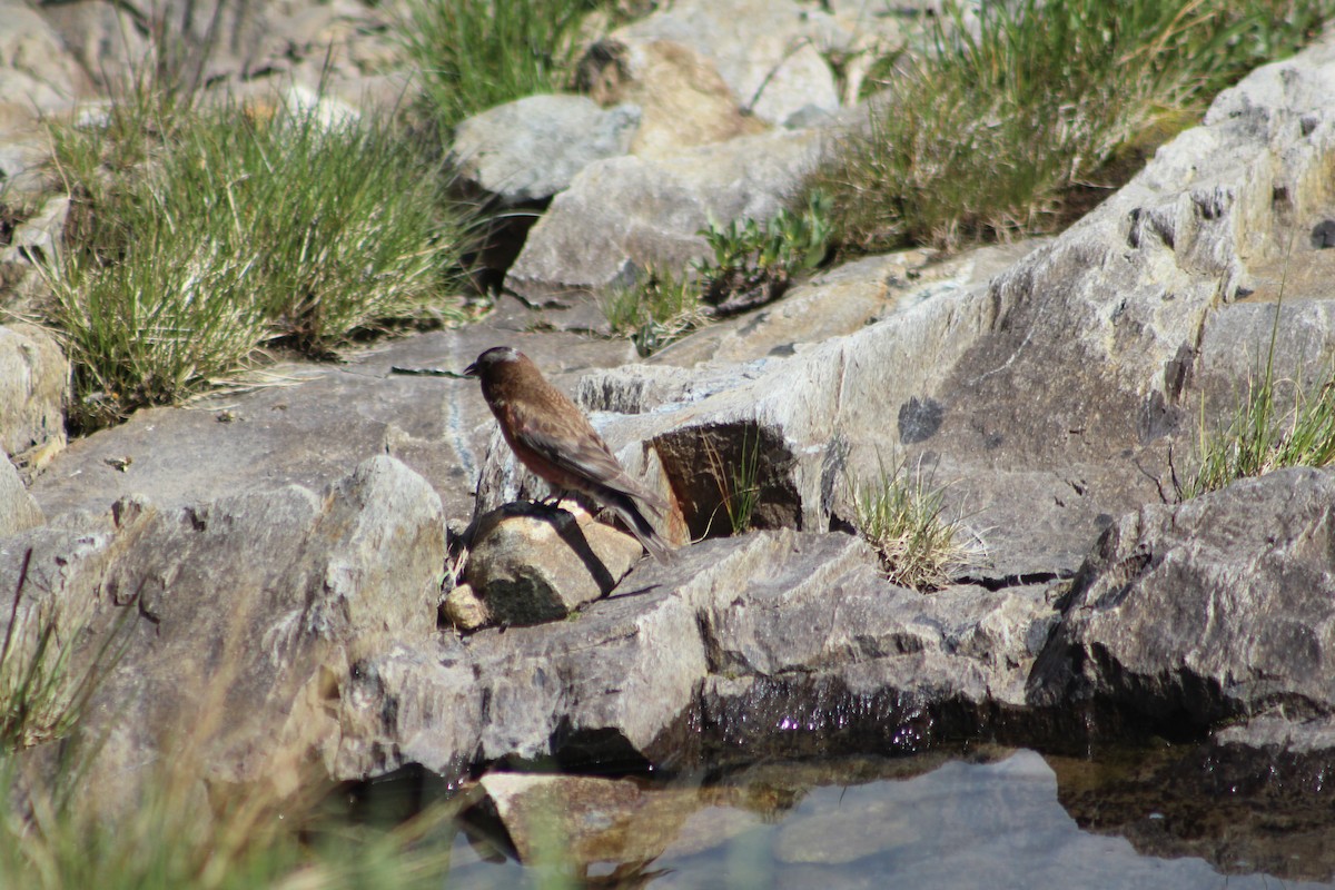 Gray-crowned Rosy-Finch - ML248594871