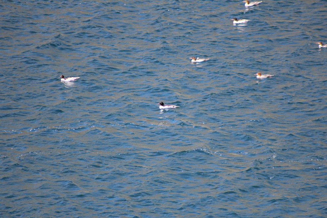 Common Merganser - ML248594901