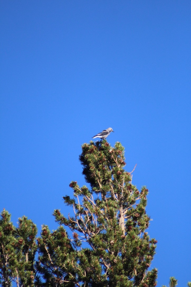 Clark's Nutcracker - ML248594931