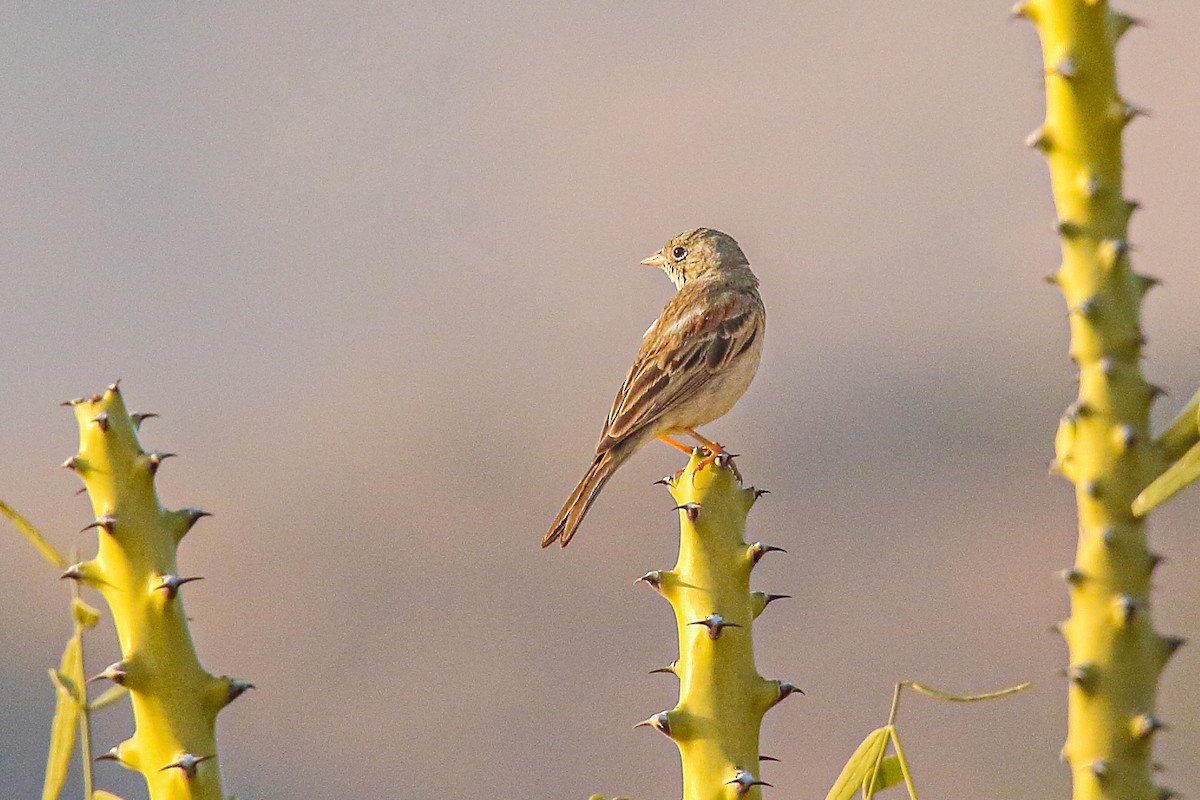 Gray-necked Bunting - ML248594941