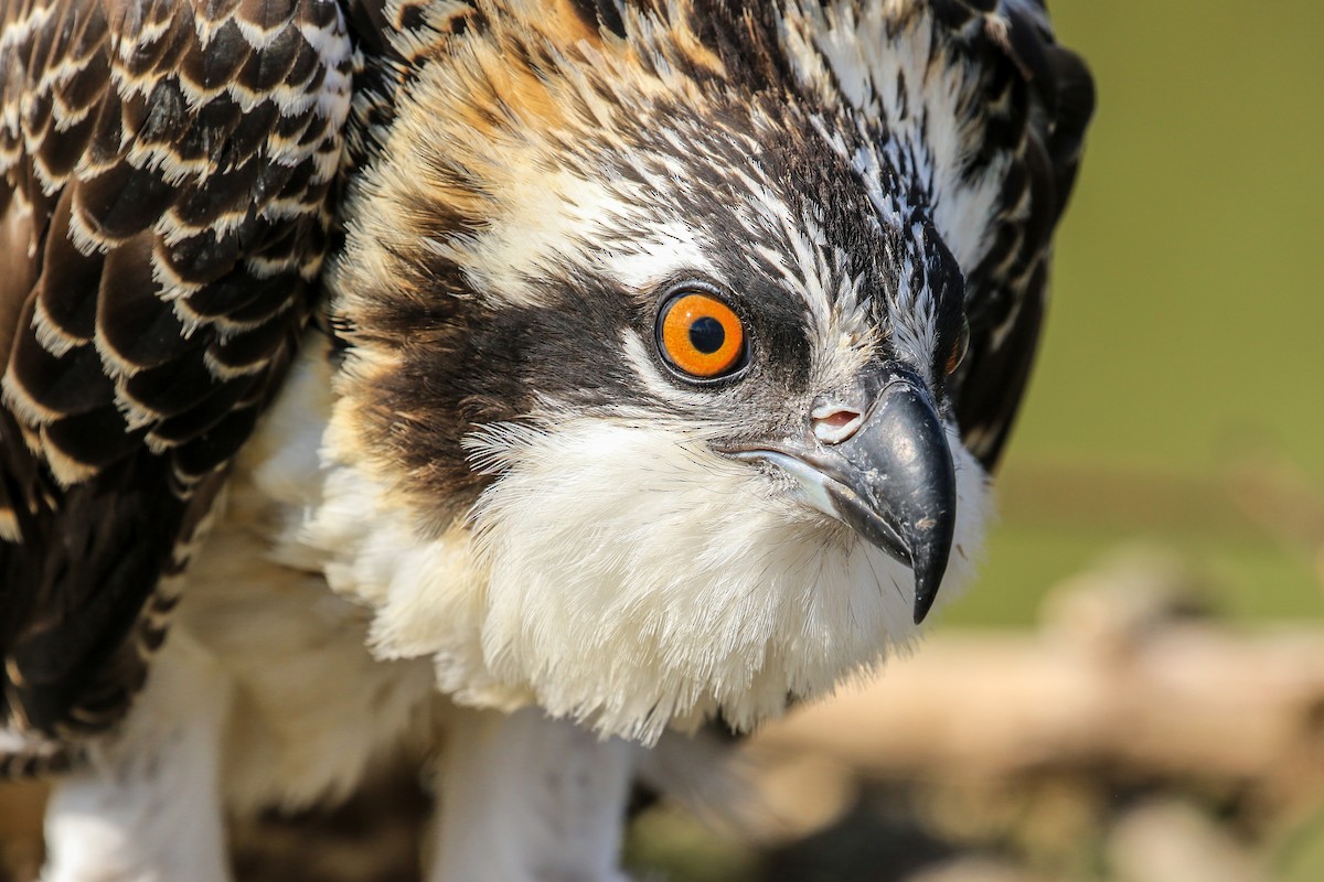 fiskeørn (carolinensis) - ML248595441