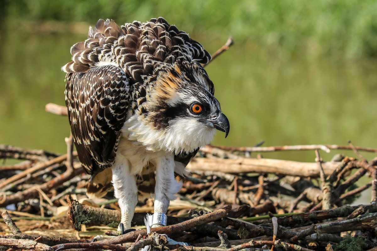 Osprey (carolinensis) - Matt Felperin