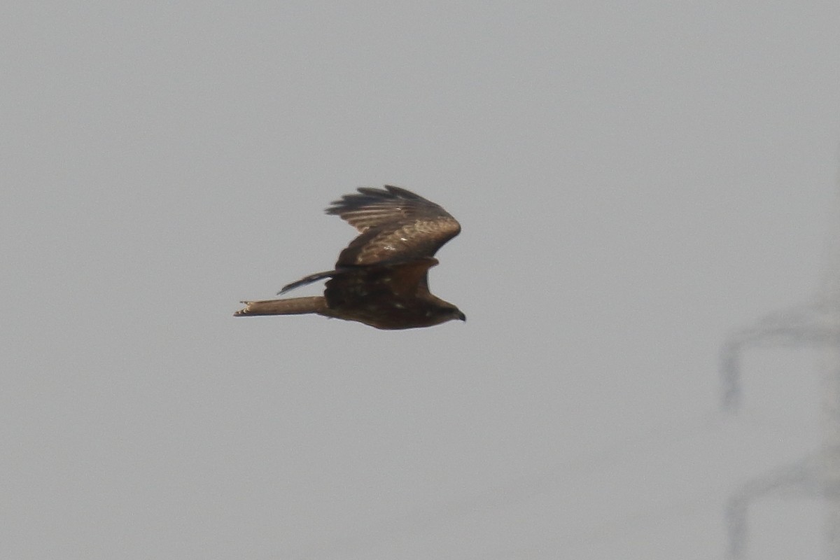 Black Kite - ML248595581