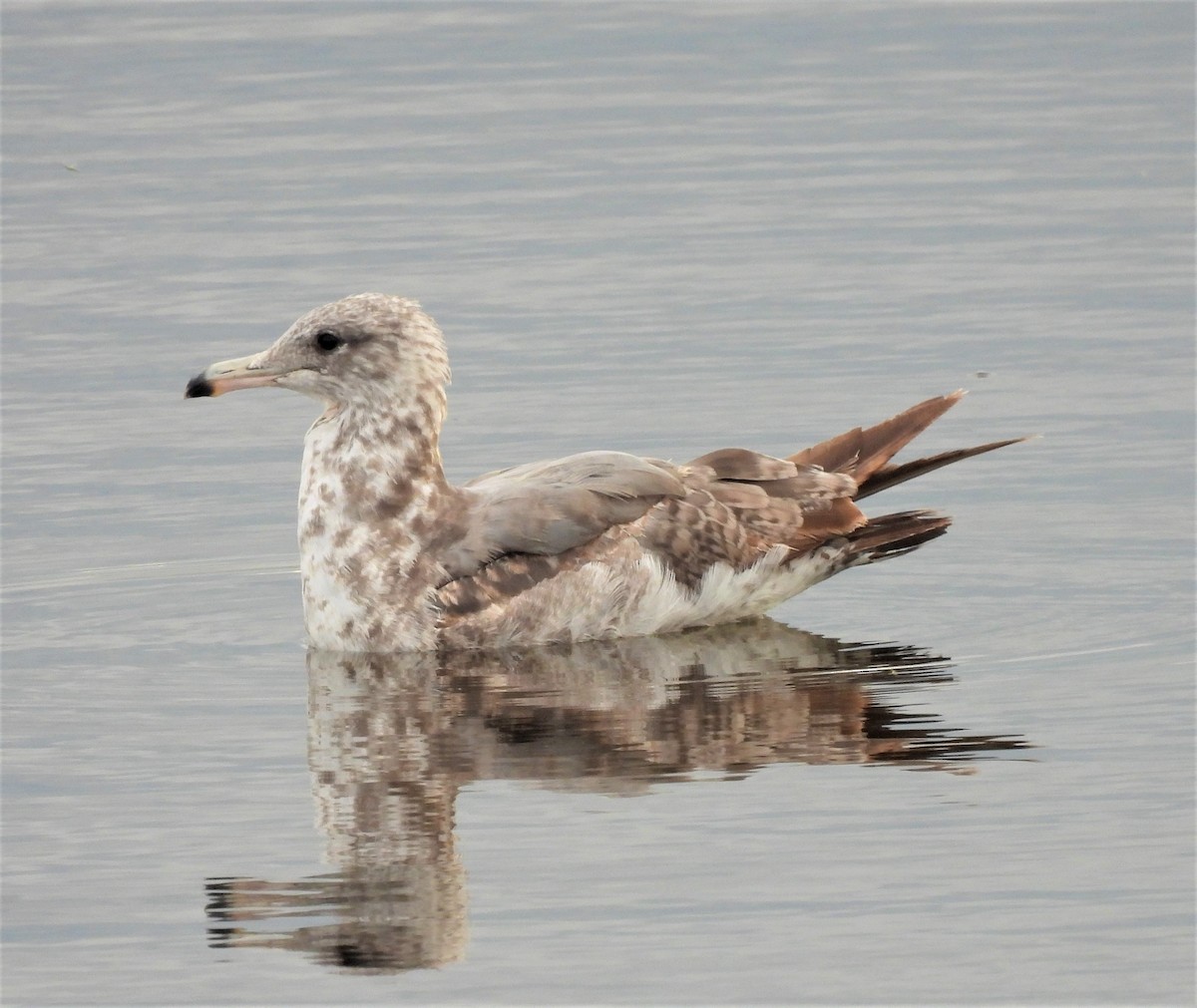 Gaviota Californiana - ML248596181