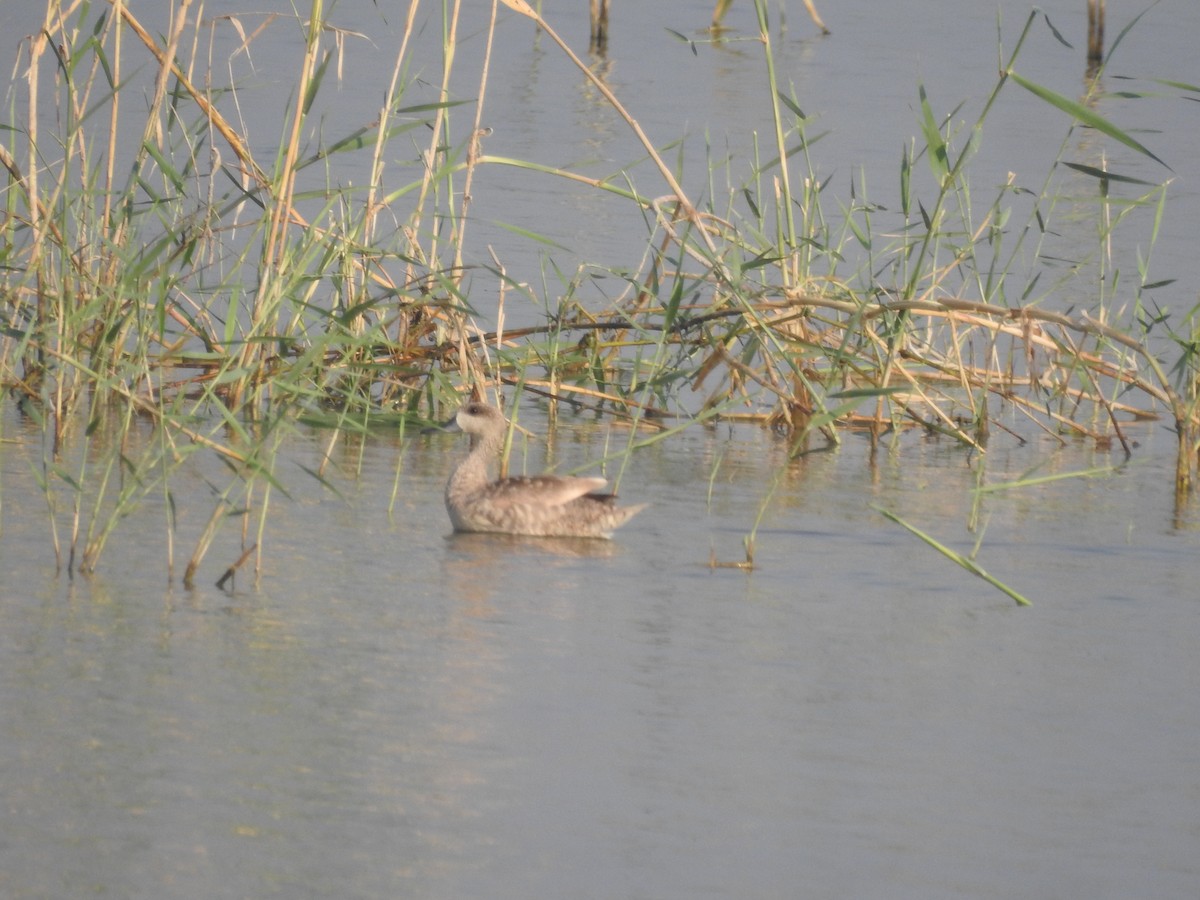 Marbled Duck - ML248597921