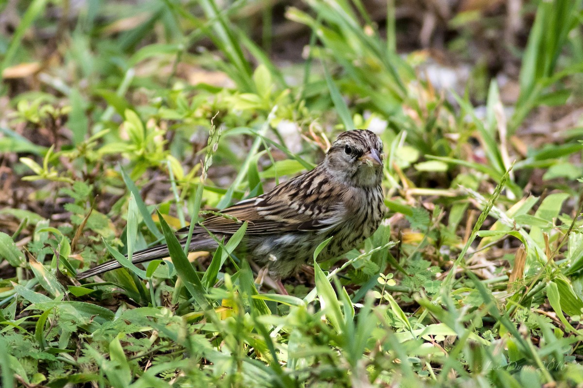 Chipping Sparrow - ML24859981