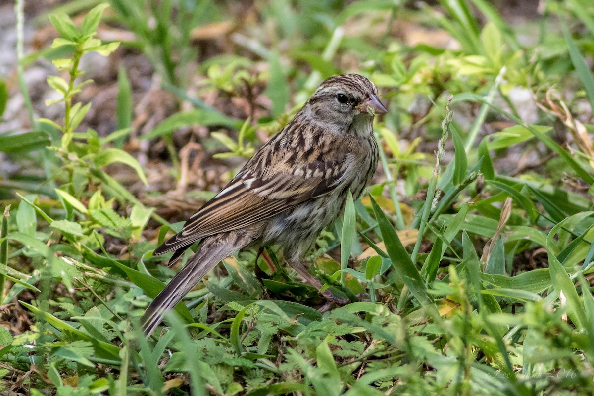 Chipping Sparrow - ML24859991