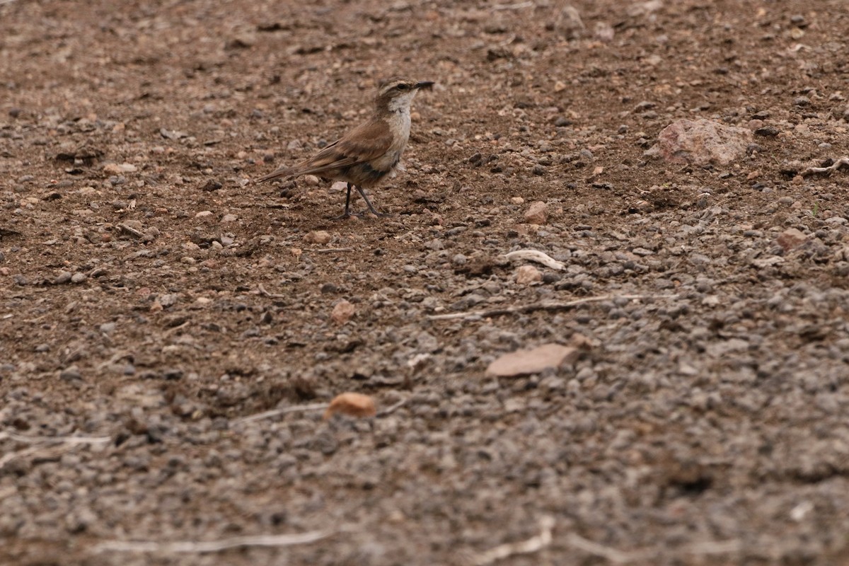 Cream-winged Cinclodes - ML248600371