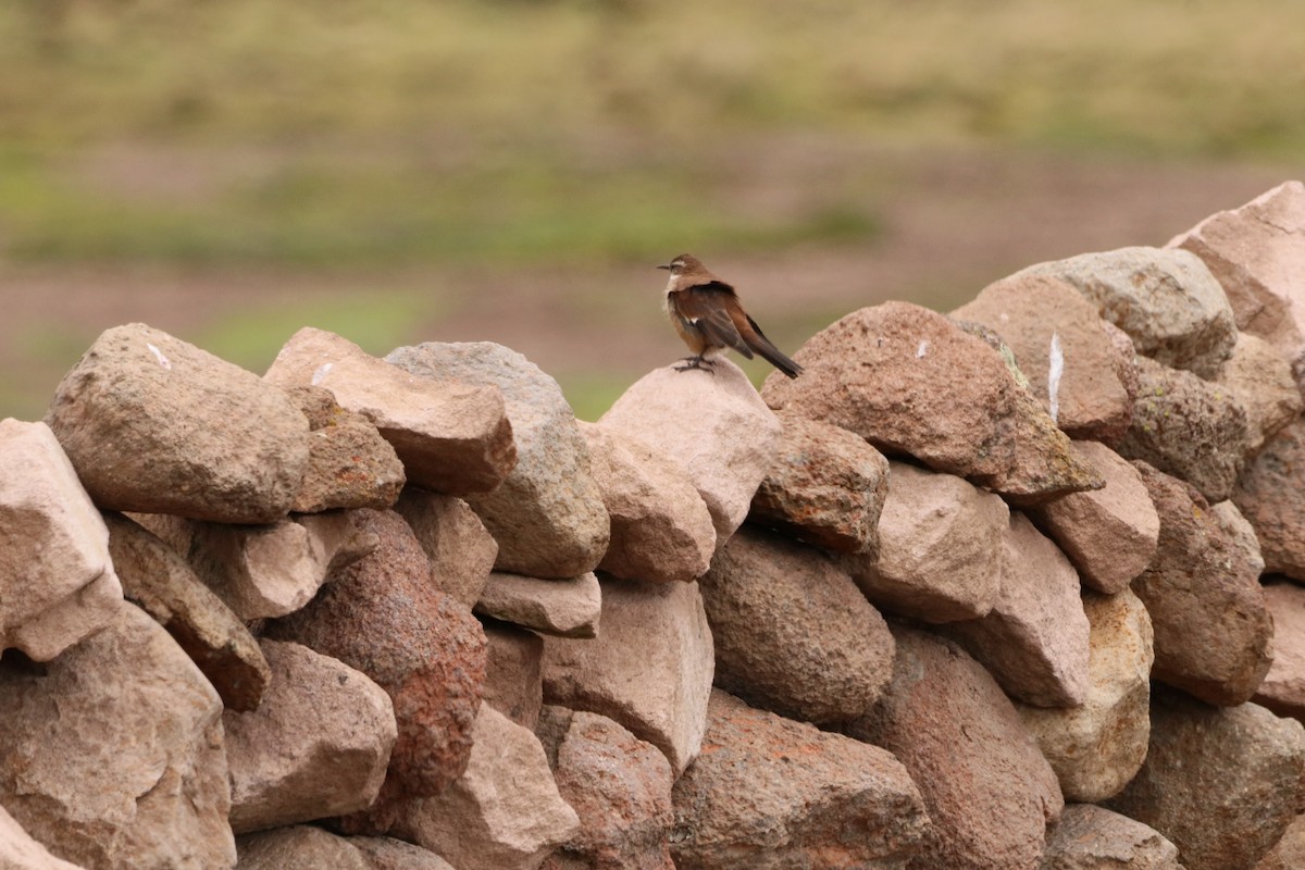 White-winged Cinclodes - ML248600381