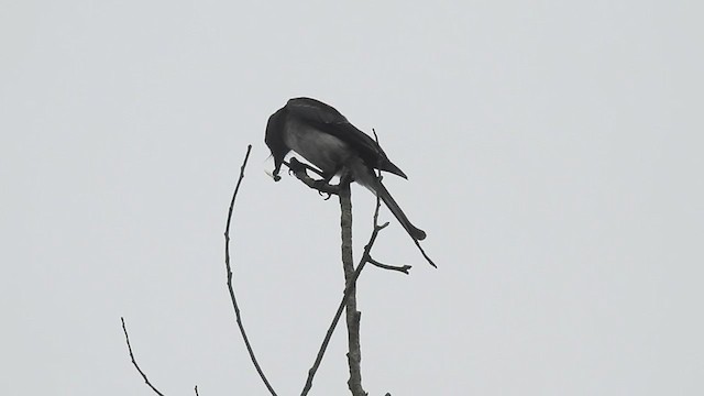 White-bellied Drongo - ML248603621