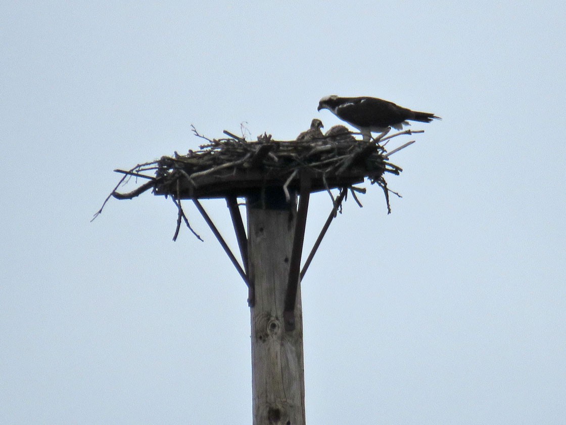 Osprey - Thomas Schultz