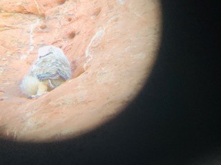 Great Horned Owl - ML248604991