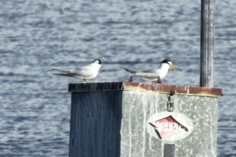 Least Tern - ML24860501