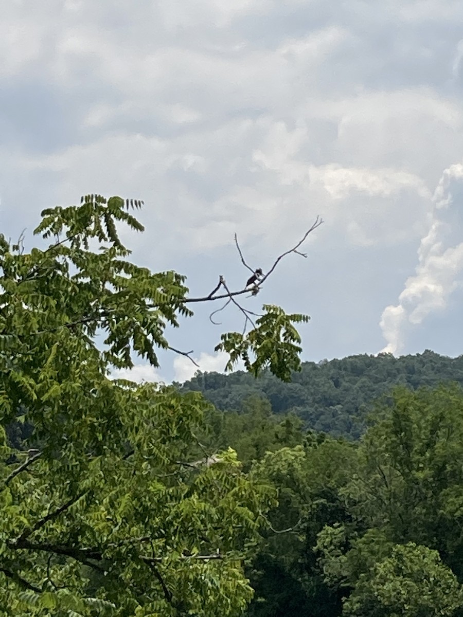Belted Kingfisher - ML248607041