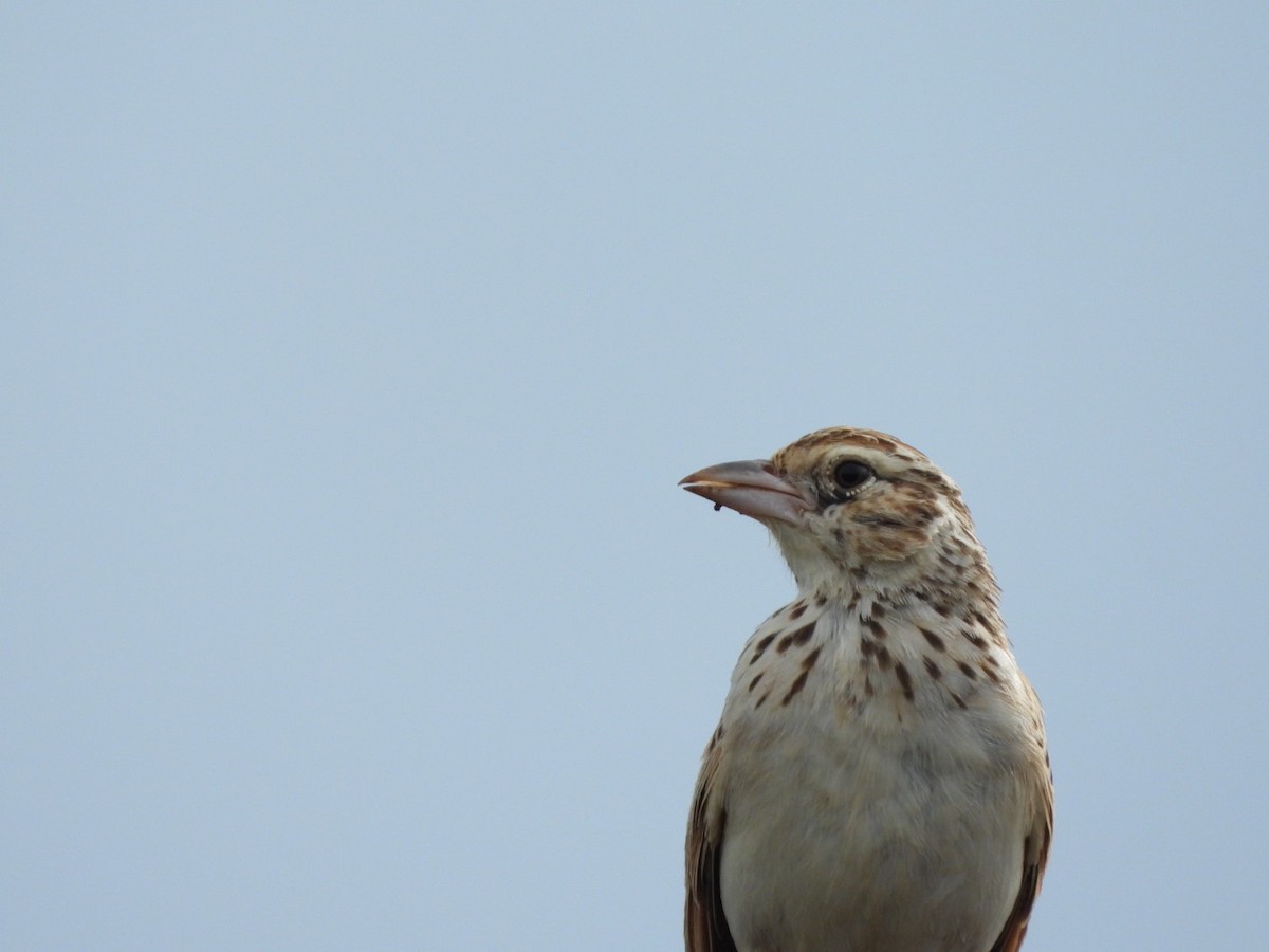 Indian Bushlark - Lakshmikant Neve