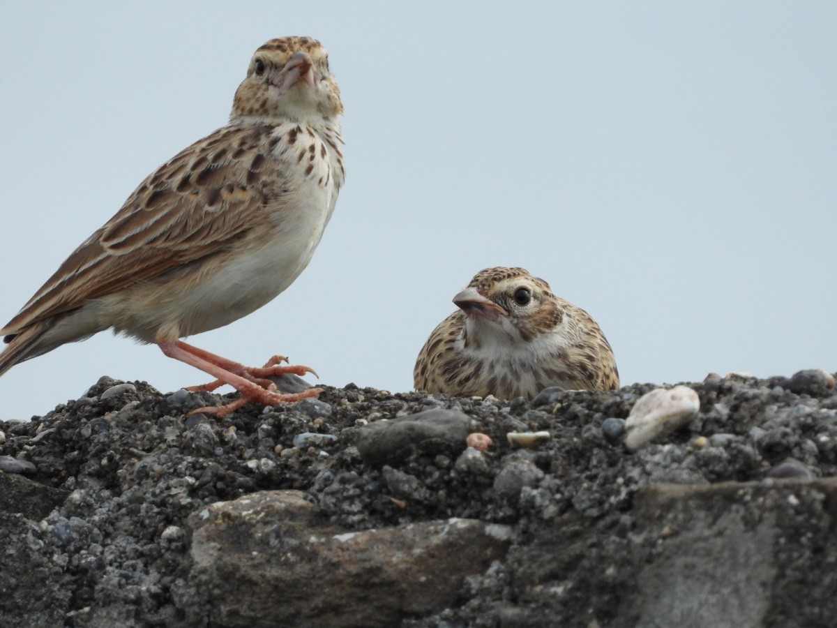 Indian Bushlark - Lakshmikant Neve