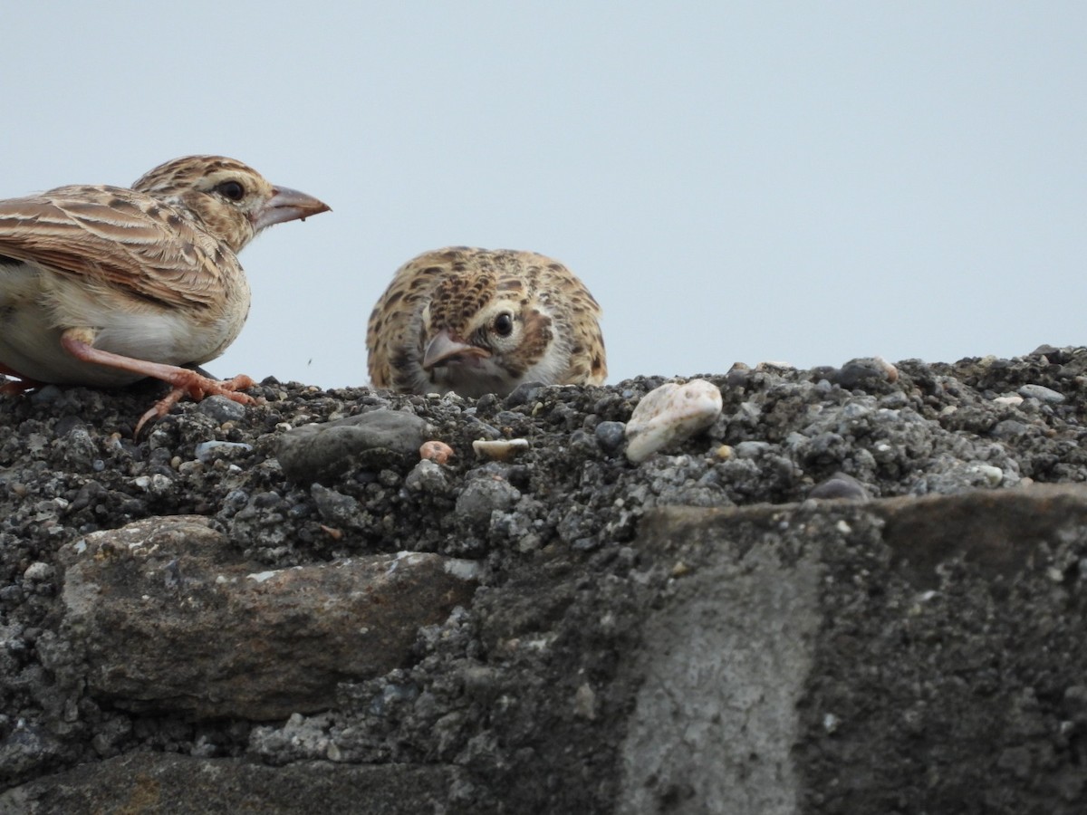 Indian Bushlark - Lakshmikant Neve