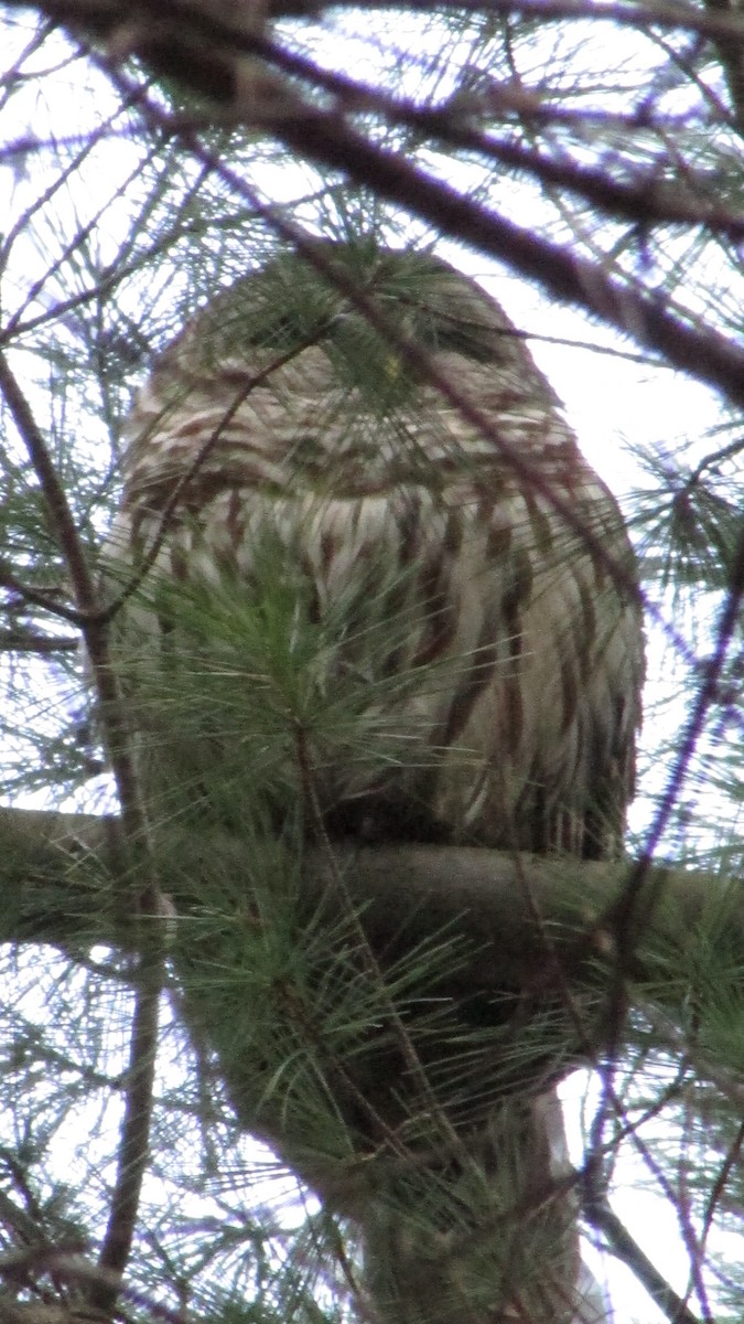 Barred Owl - ML24860891