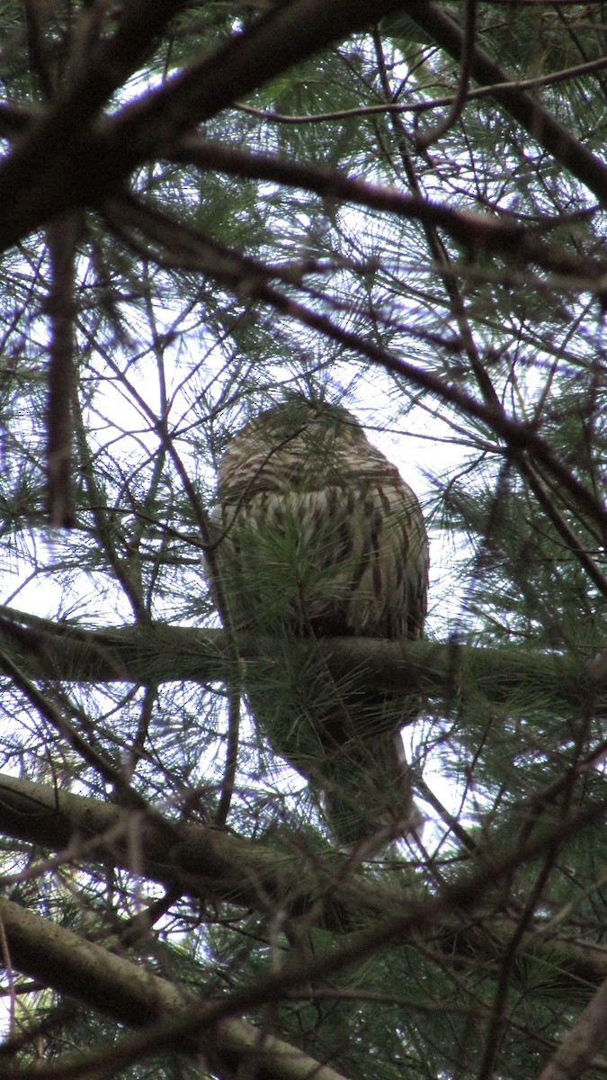 Barred Owl - Sally  Payne