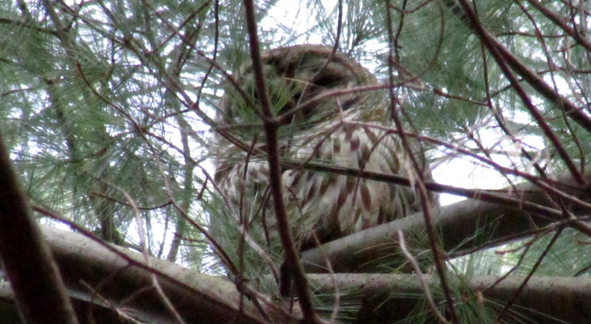 Barred Owl - ML24860921