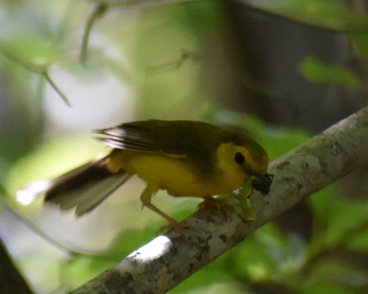 Hooded Warbler - ML248610201