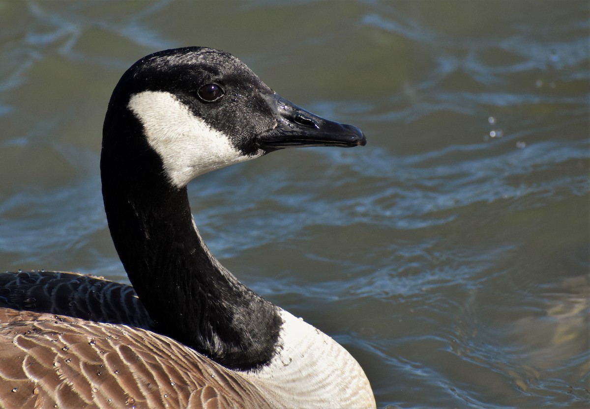 Canada Goose - ML248610721