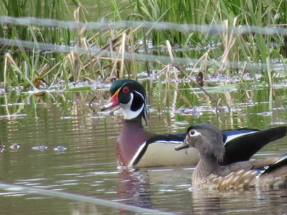 Wood Duck - John Tschopp