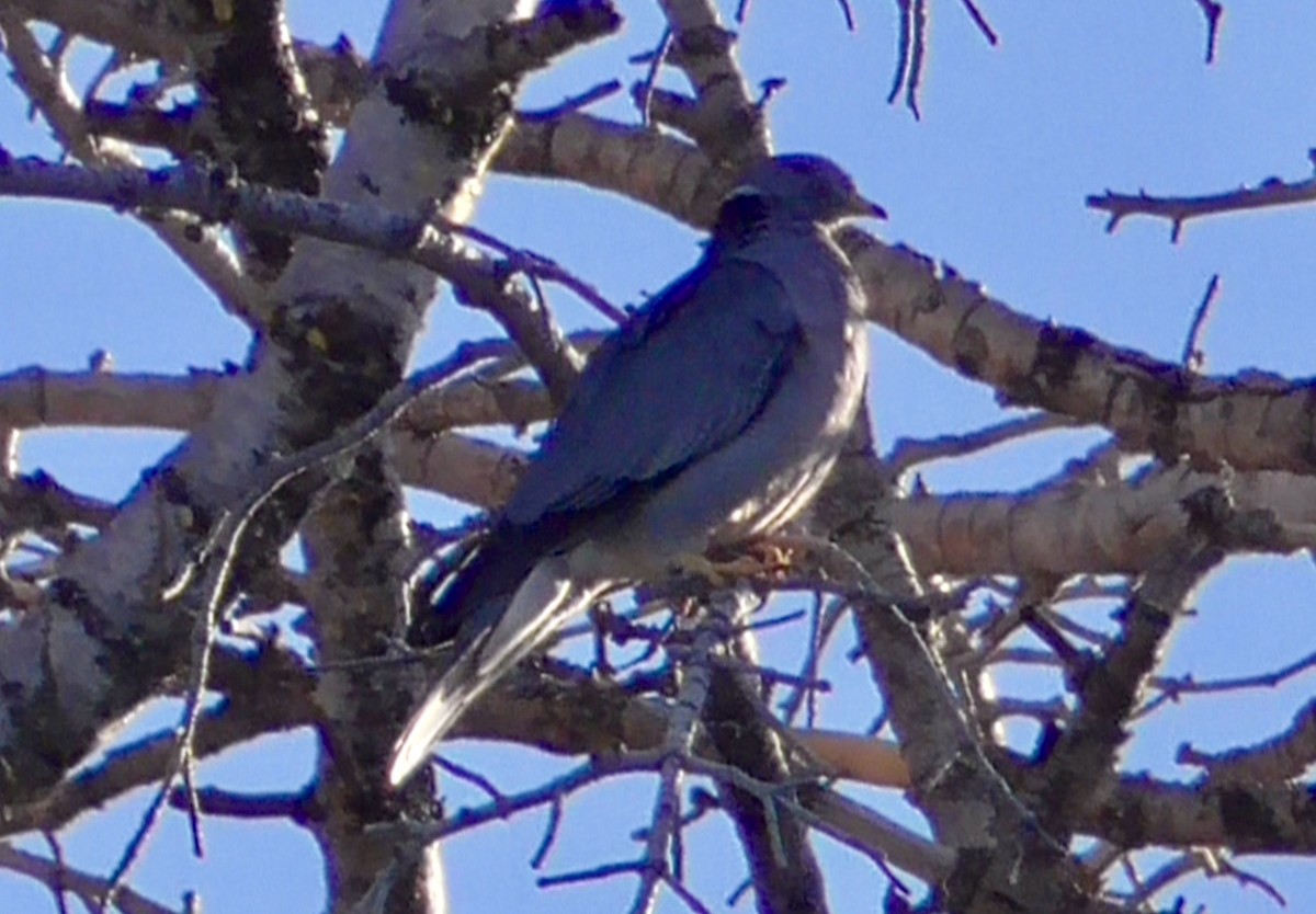 Band-tailed Pigeon - ML248611391