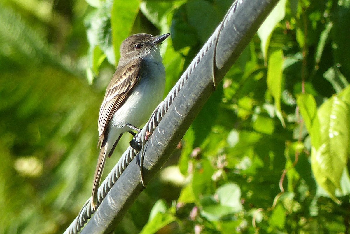 Puerto Rican Flycatcher - John Garrett
