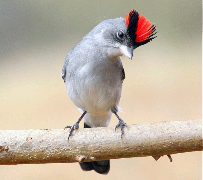 Pileated Finch - ML248616381