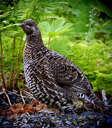 Spruce Grouse - Gary Rosenberg