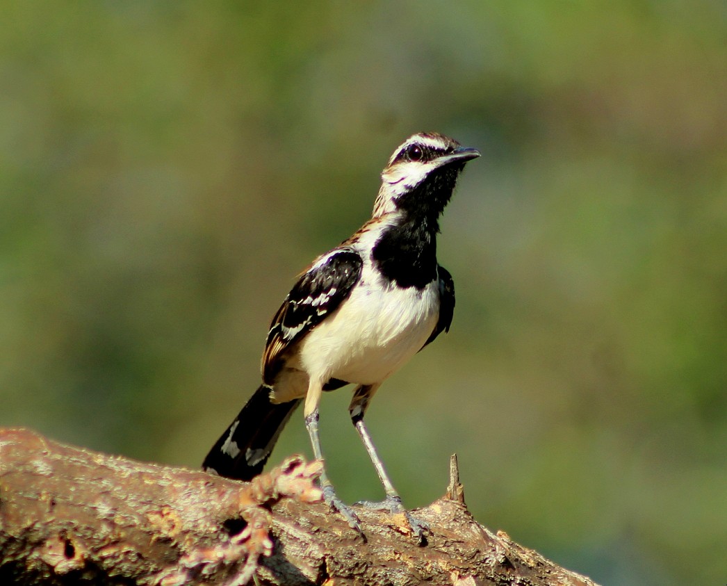 Stripe-backed Antbird - ML248617651