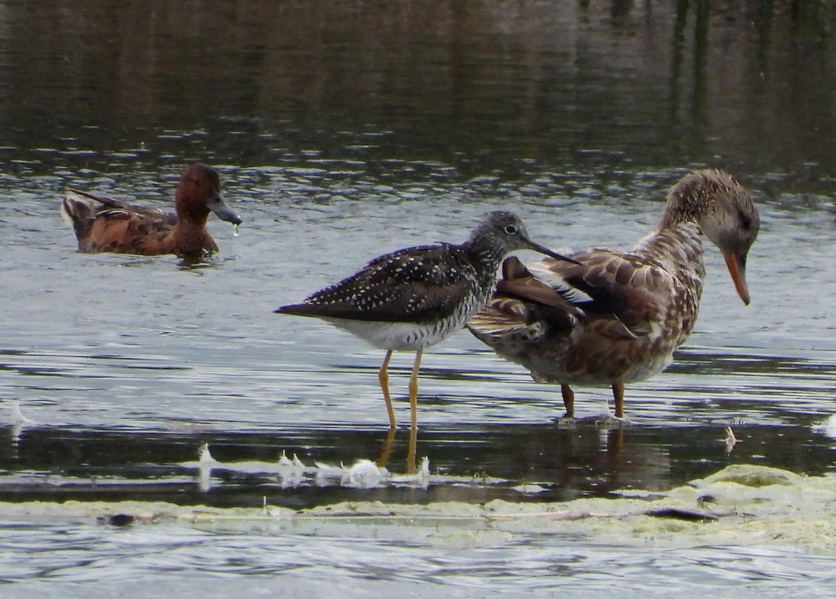 Greater Yellowlegs - Richard Klauke