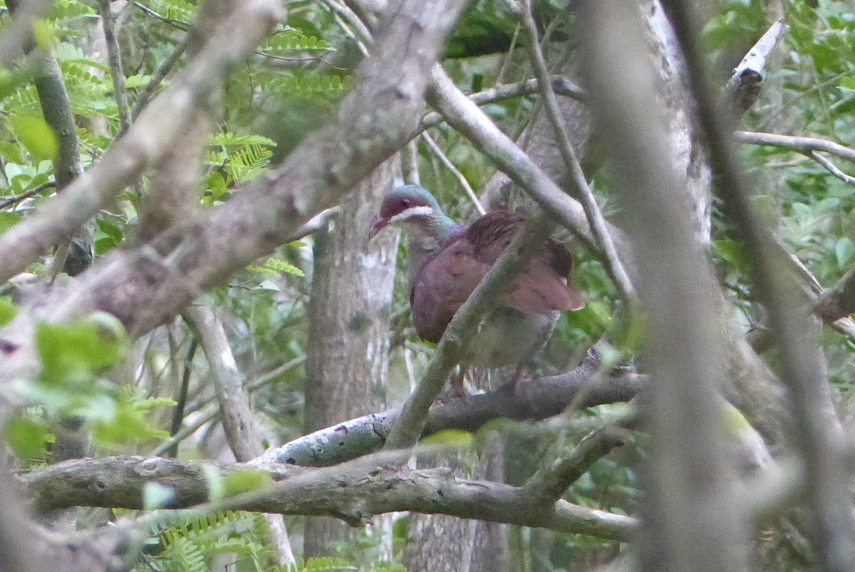 Key West Quail-Dove - ML24862001