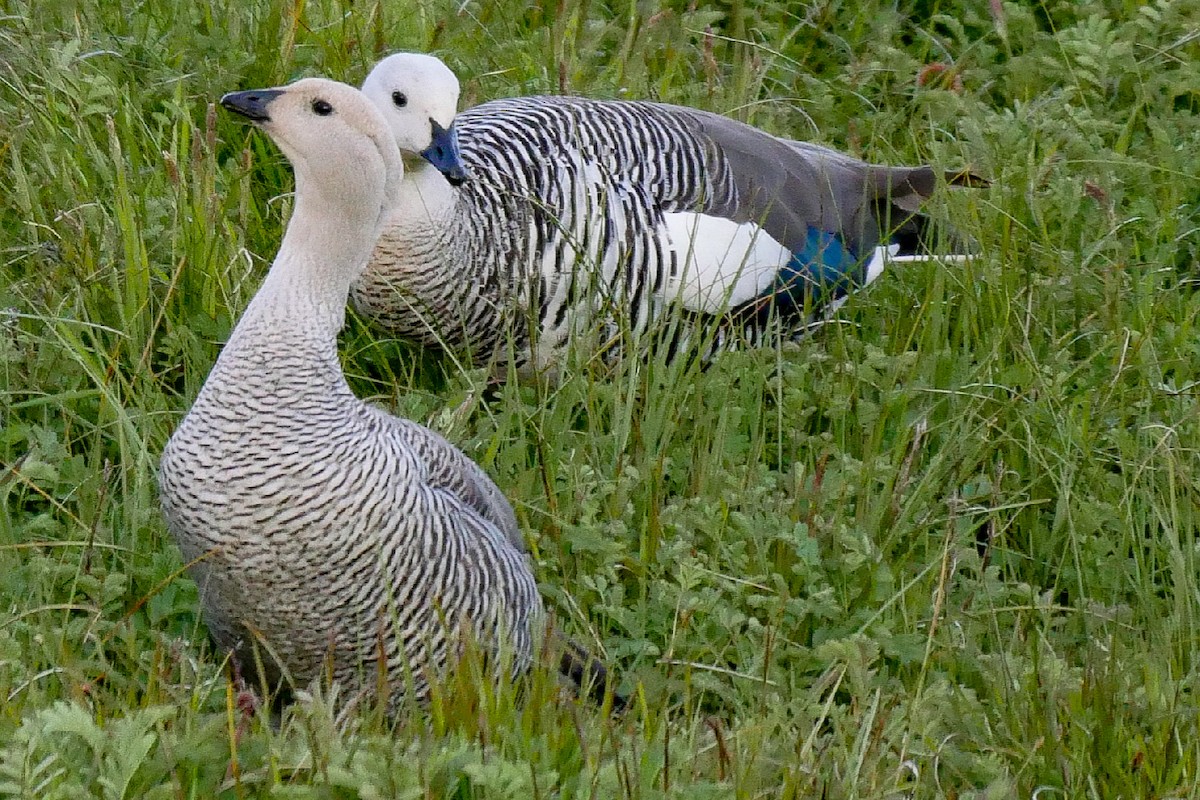 Upland Goose - Roger Horn