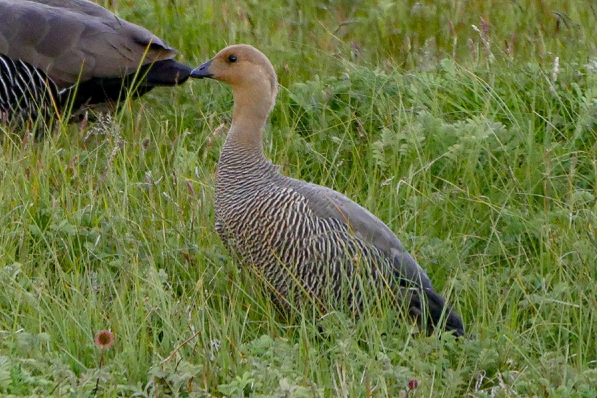 Upland Goose - Roger Horn