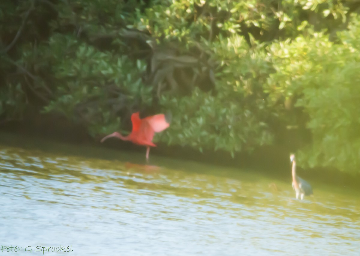 ibis rudý - ML24862551