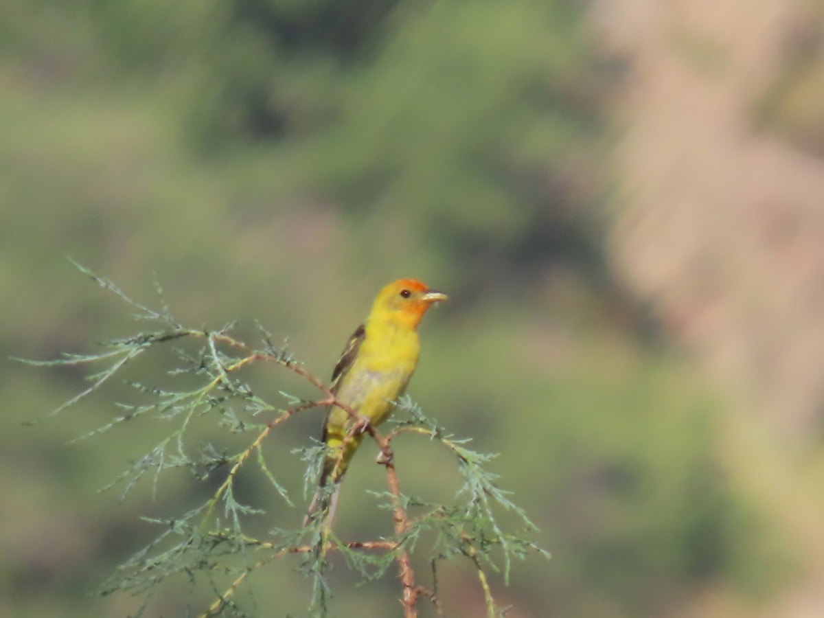 Western Tanager - ML248625671