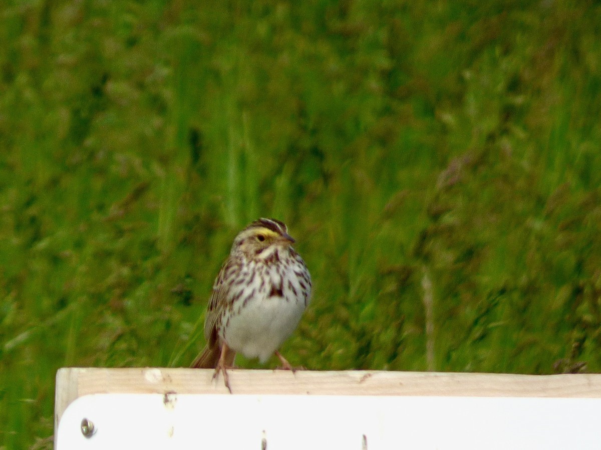 Savannah Sparrow - ML248626811