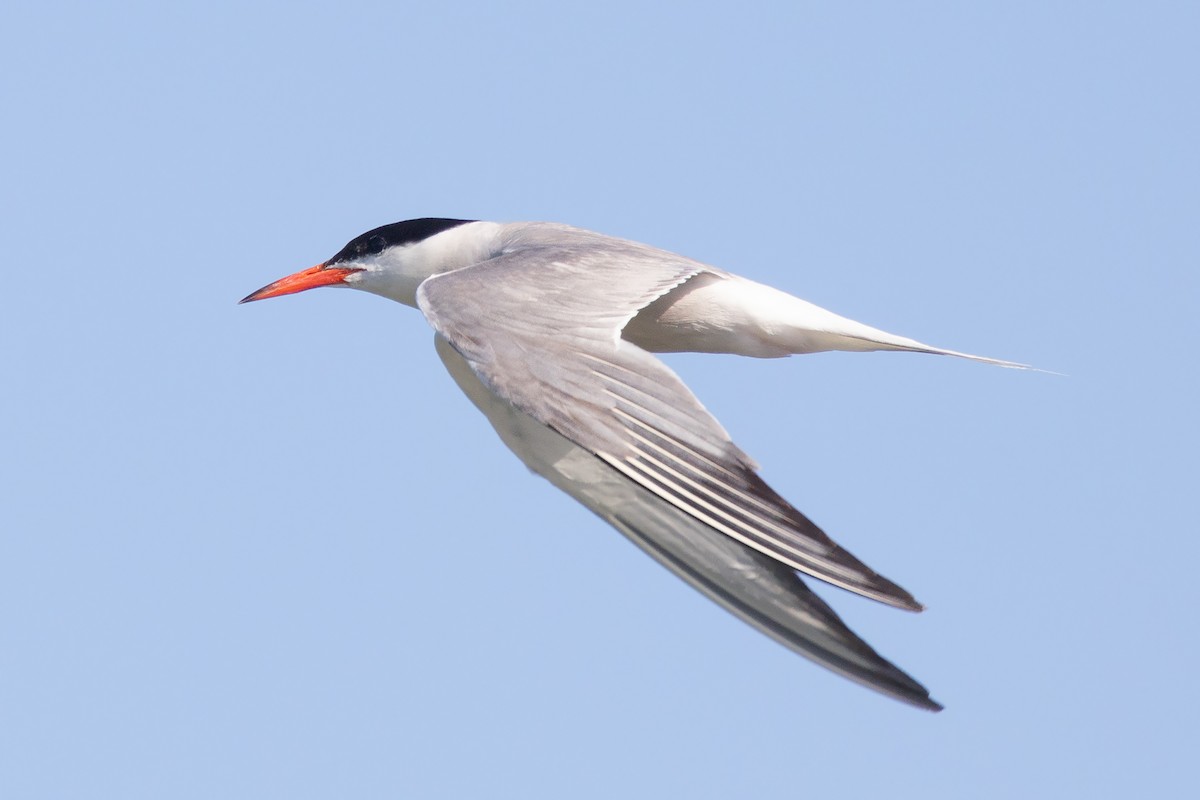 Common Tern - ML248626971