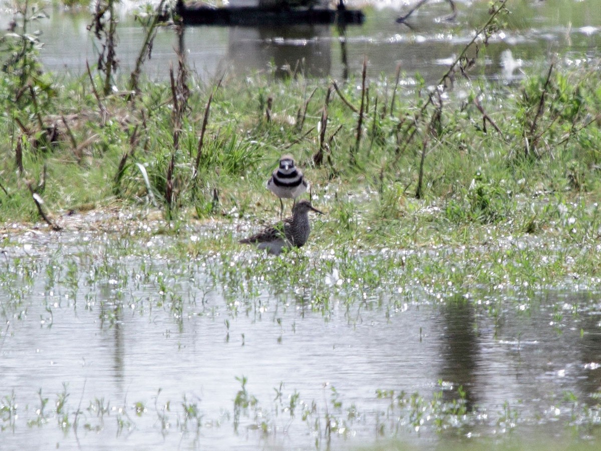 Pectoral Sandpiper - ML248627181