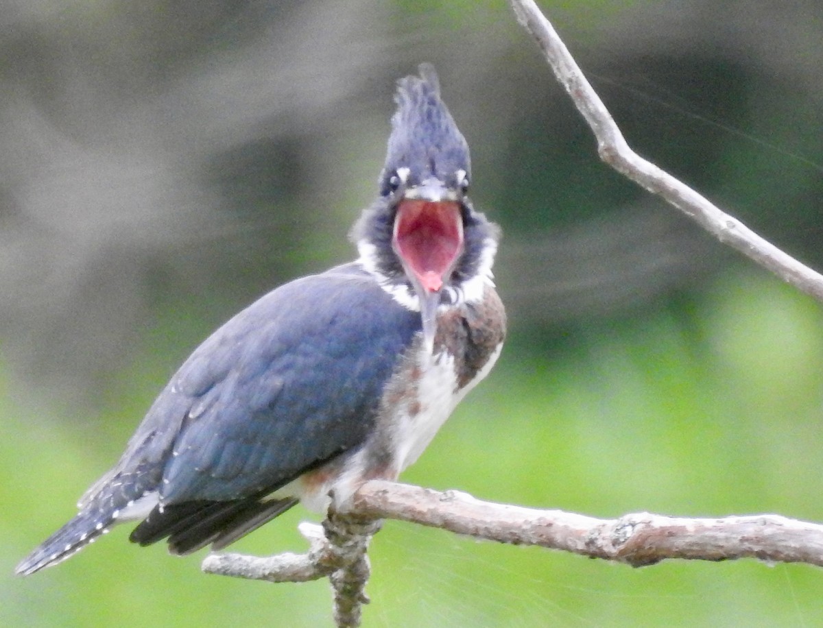 Belted Kingfisher - Mary  McMahon